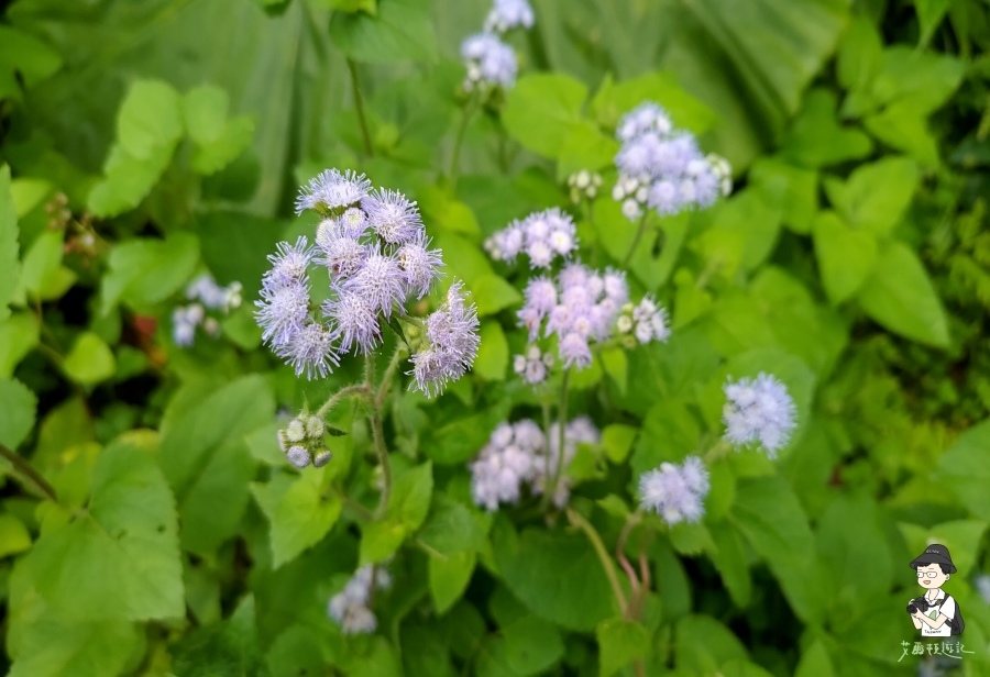 雙流瀑布140.jpg 雙流瀑布140.jpg