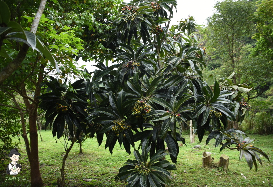 雙流瀑布163.JPG 雙流瀑布163.JPG