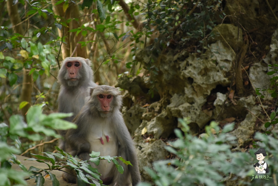 柴山119.JPG 柴山119.JPG