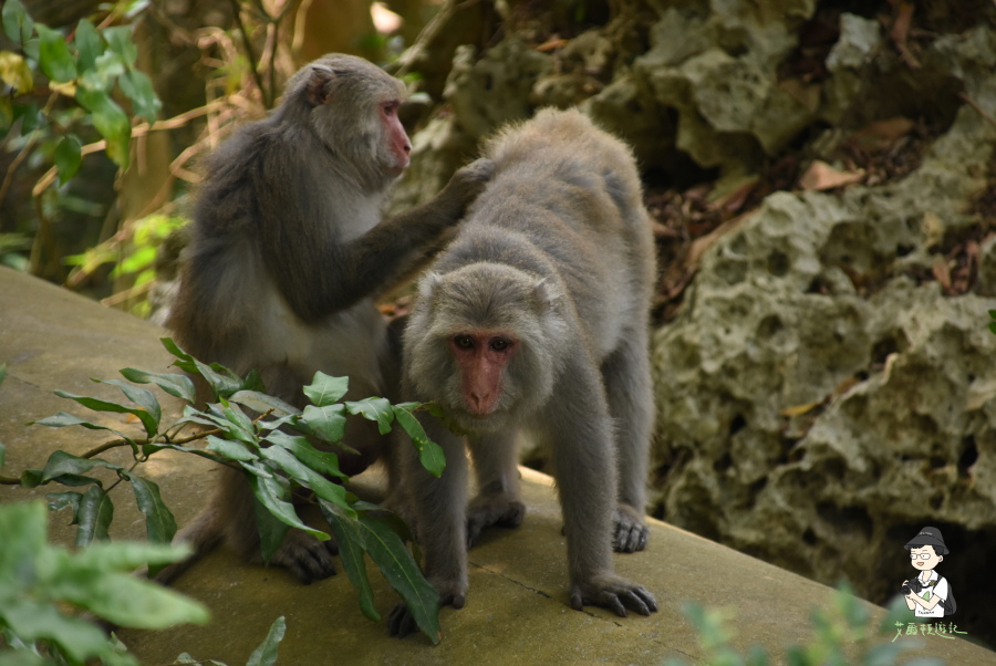 柴山121.JPG 柴山121.JPG