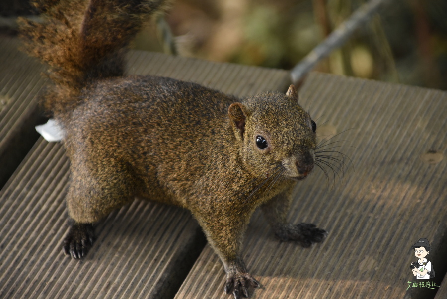 柴山136.JPG 柴山136.JPG