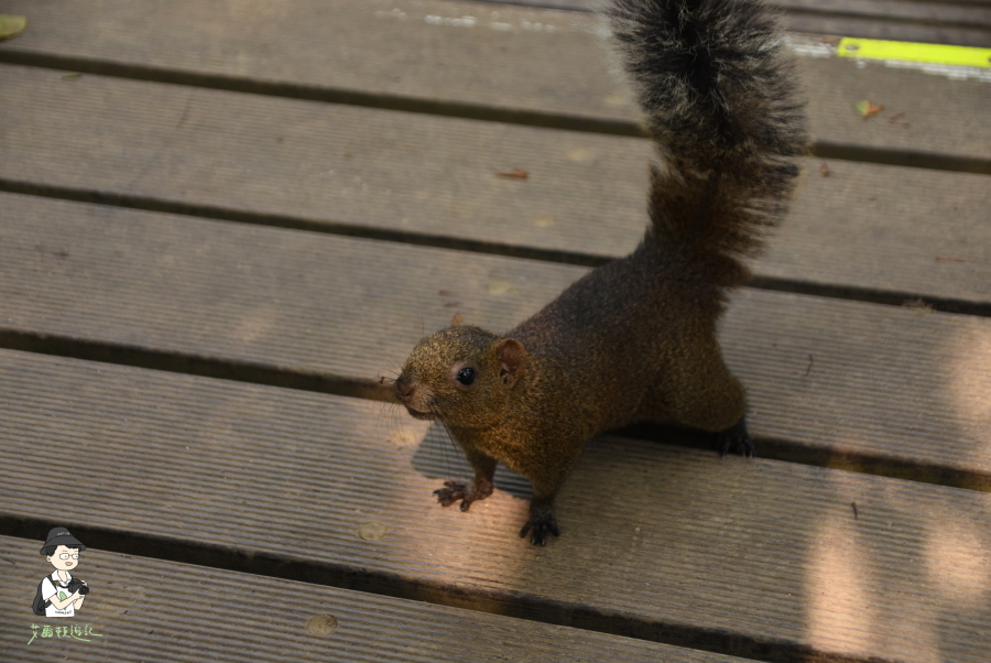 柴山135.JPG 柴山135.JPG