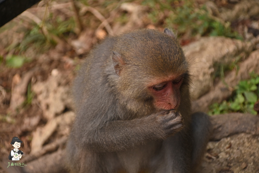 柴山171.JPG 柴山171.JPG