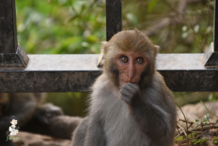 柴山169.JPG 柴山169.JPG