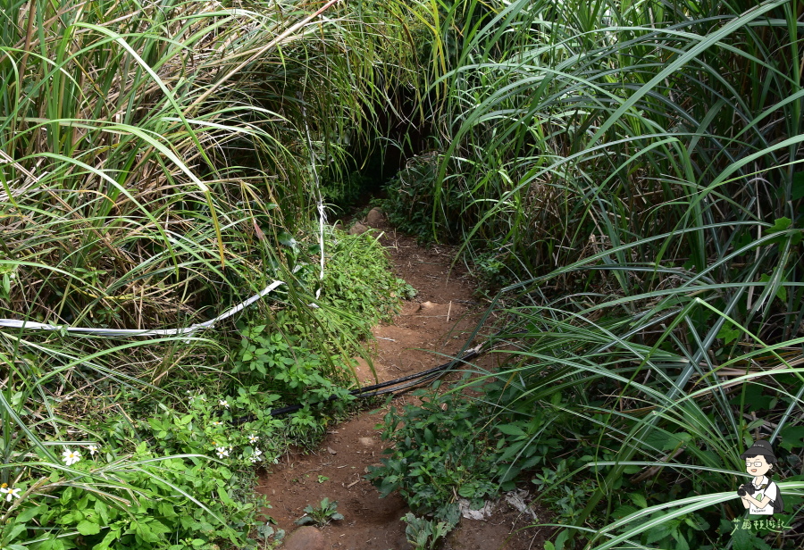 小觀音山西西峰104.JPG