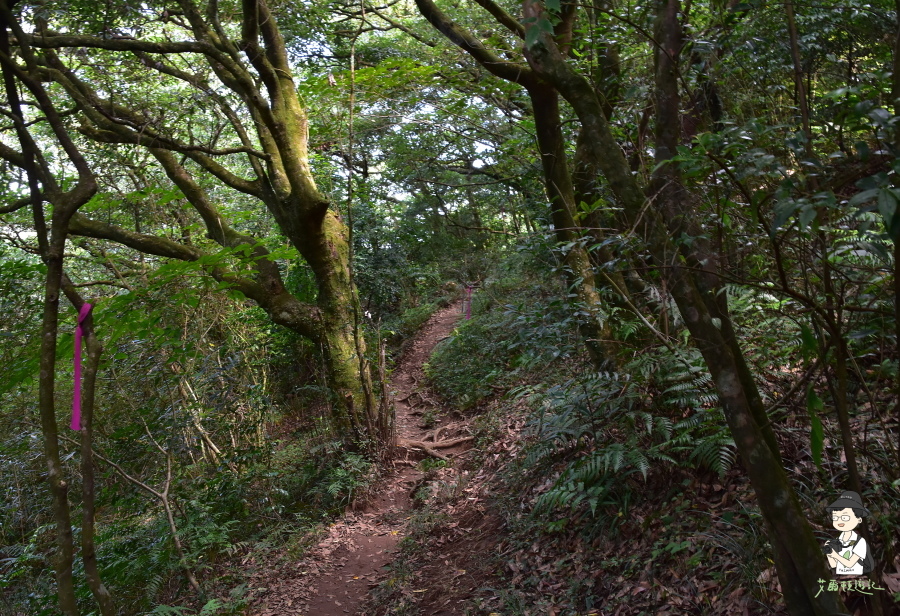 小觀音山西西峰105.JPG