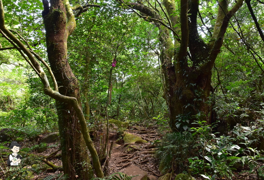 小觀音山西西峰106.JPG