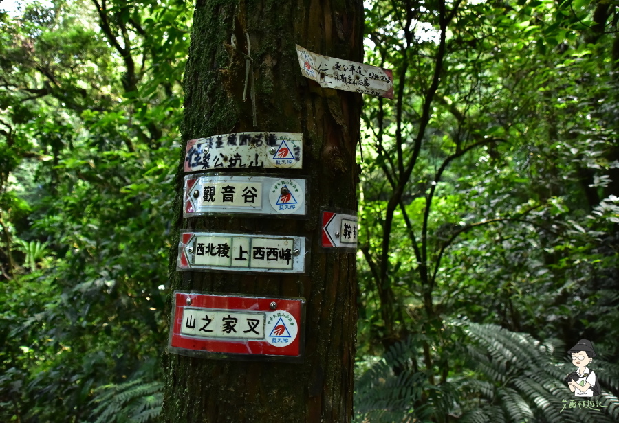 小觀音山西西峰111.JPG