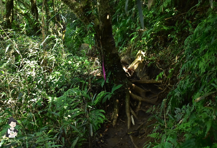 小觀音山西西峰120.JPG