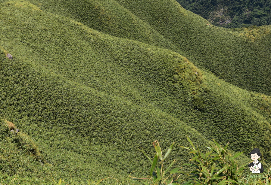 小觀音山西西峰166.JPG