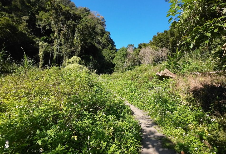 鳴鳳古道167.jpg