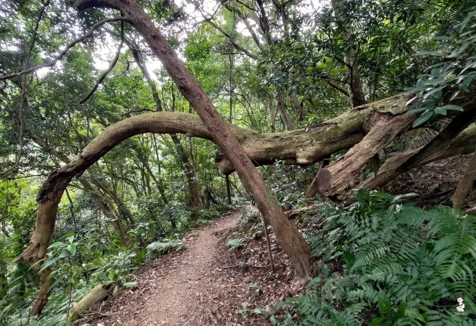 鳴鳳古道198.jpg