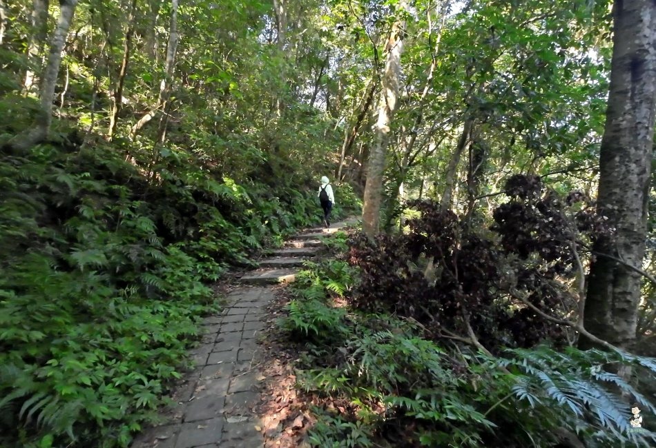 鳴鳳古道.獅潭老街