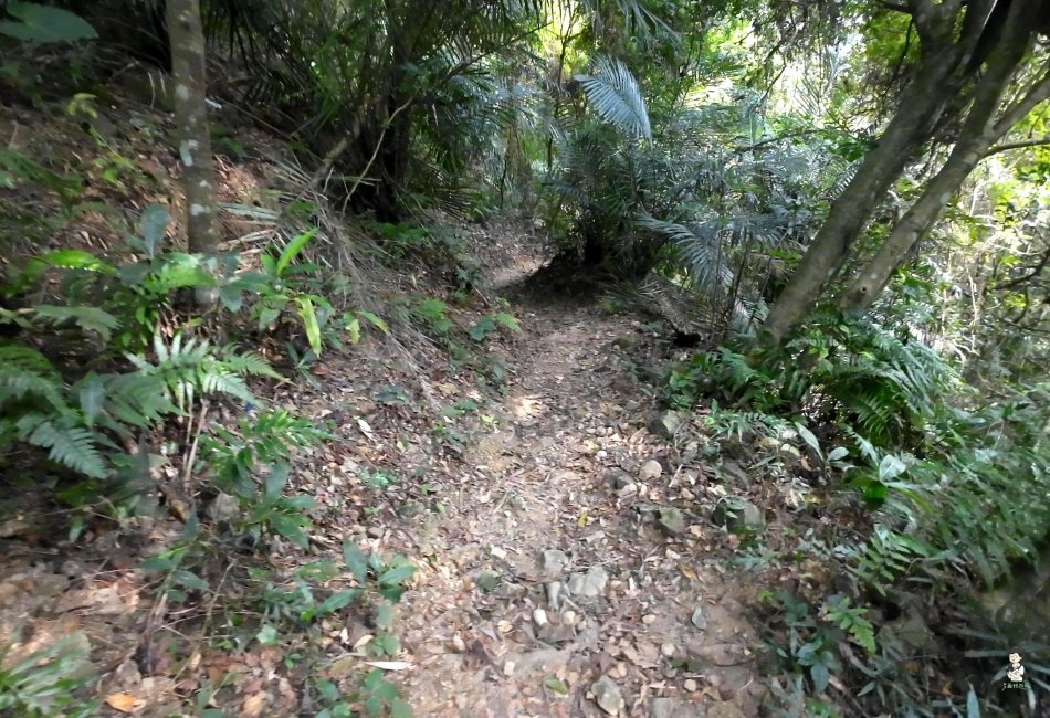 鳴鳳古道.獅潭老街