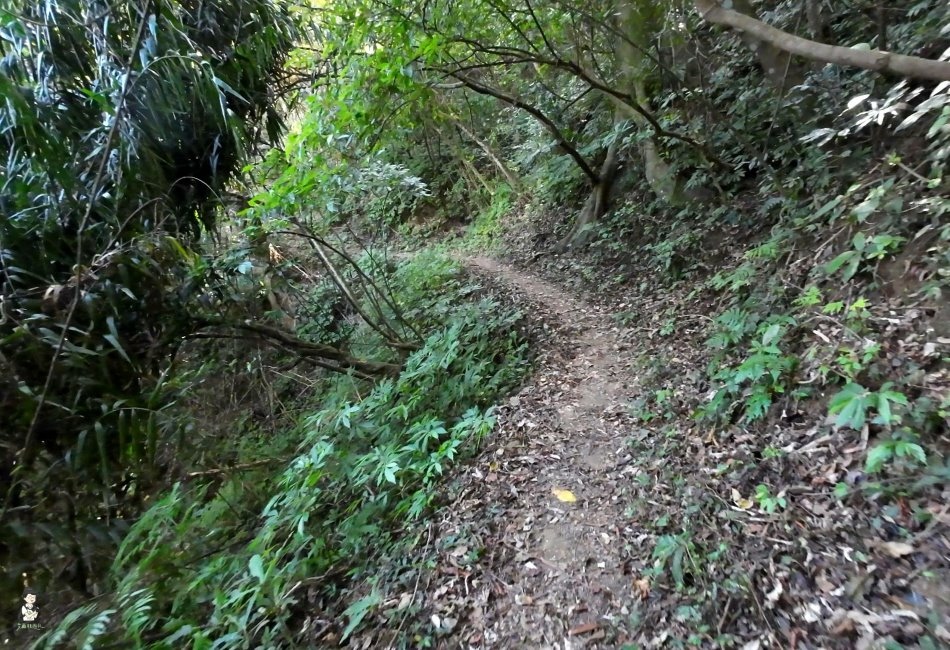 鳴鳳古道.獅潭老街