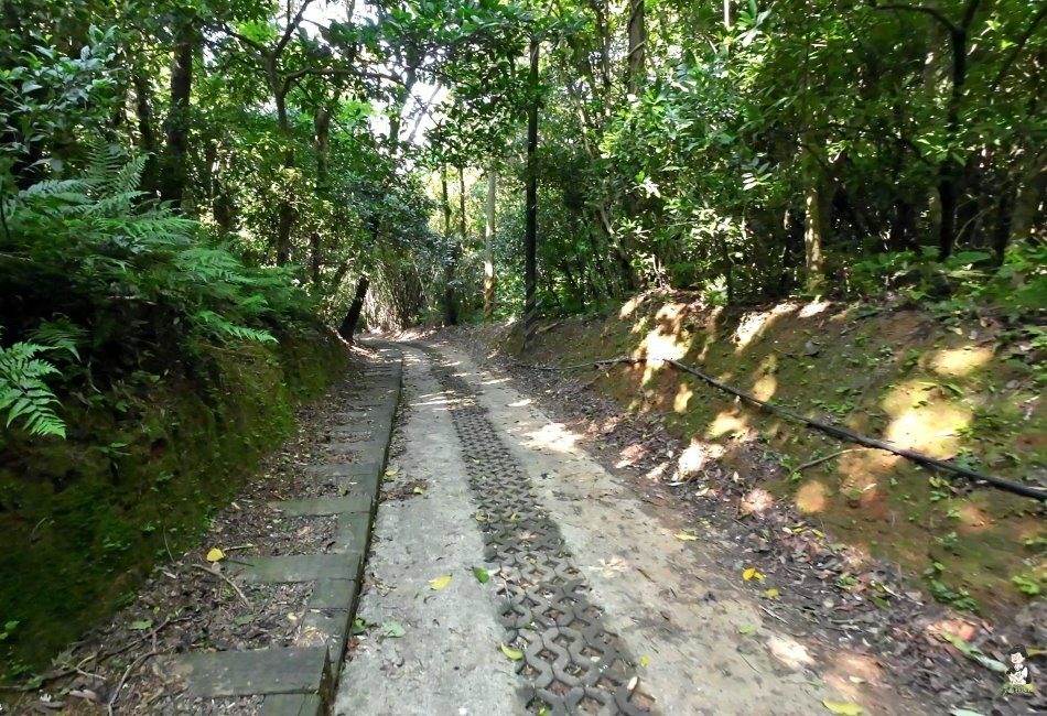 三芝桐花步道107.jpg