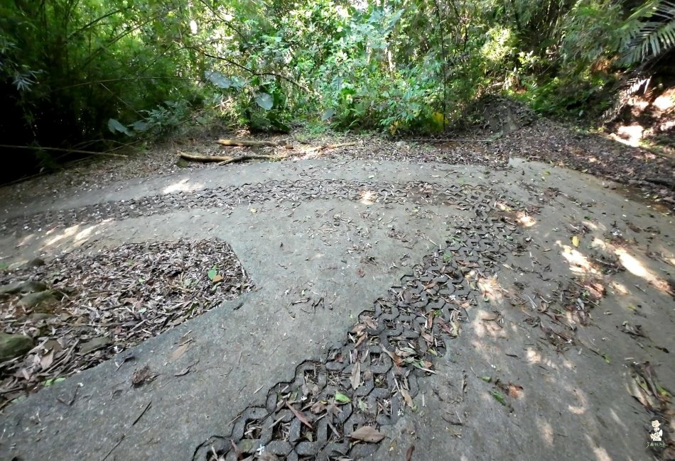 三芝桐花步道110.jpg