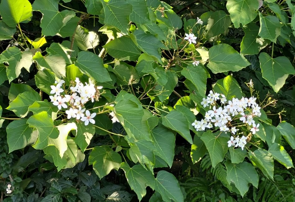 三芝桐花步道120.jpg