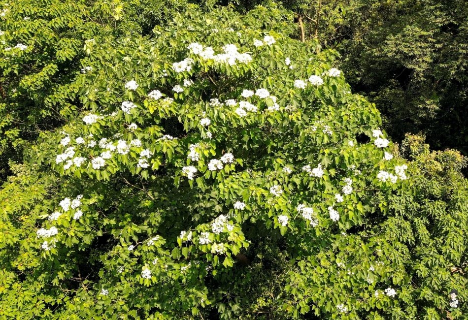 三芝桐花步道140.jpg