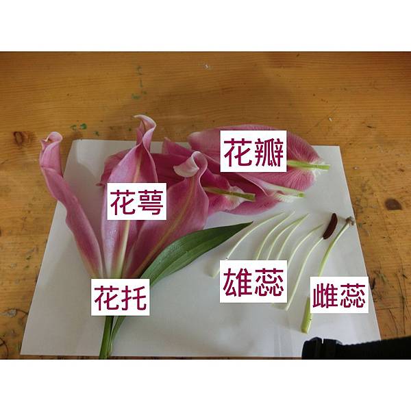 國中生物 探討百合及雞蛋的構造 Chung Yan 痞客邦