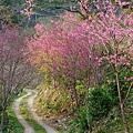 梅花退場，接著山櫻花開