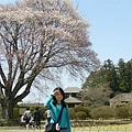 盛開的櫻花樹.JPG