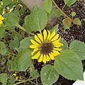P1111359