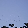 P1131784