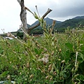 P1130293.jpg