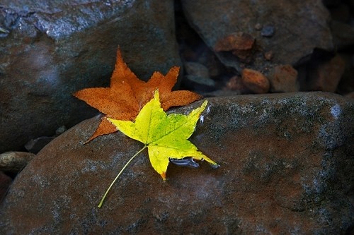 01=AllenHsu_三芝大屯溪-500.jpg 01=AllenHsu_三芝大屯溪-500.jpg