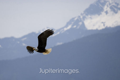 Eagle01-L.jpg Eagle01-L.jpg