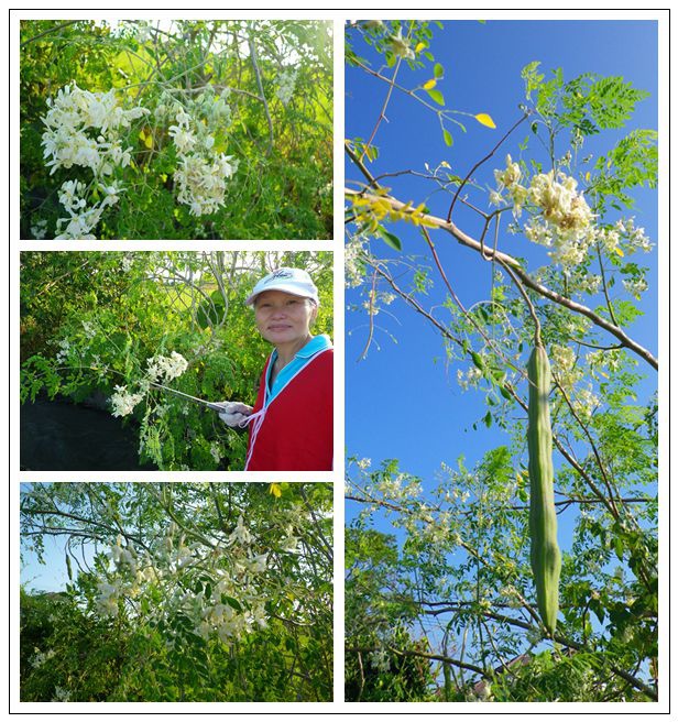 IMGP4149a溪畔風光如畫鳥語花香這不知名的植物開著白色帶著濃郁香味的花朵，還結著奇特罕見的果實。.jpg