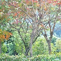 20130312思念4EA.jpg