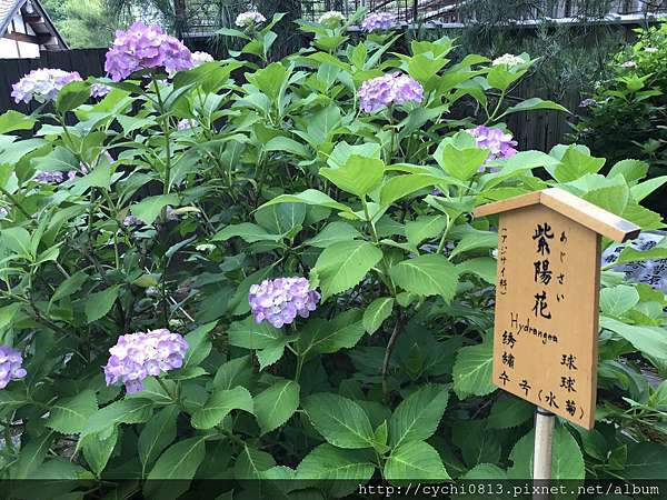 日本 嵐山 世界文化遺產天龍寺 欣賞盛開的紫陽花 少女的吃喝玩樂日記 痞客邦
