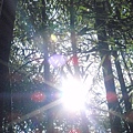竹林裡透進的陽光