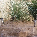 雪梨水族館的企鵝