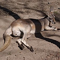 澳洲不僅人們愛做日光浴,連袋鼠也不例外!