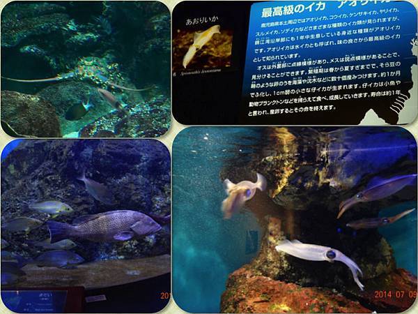 水族館3.jpg