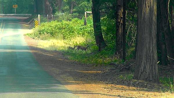 小鹿過馬路.jpg 小鹿過馬路.jpg