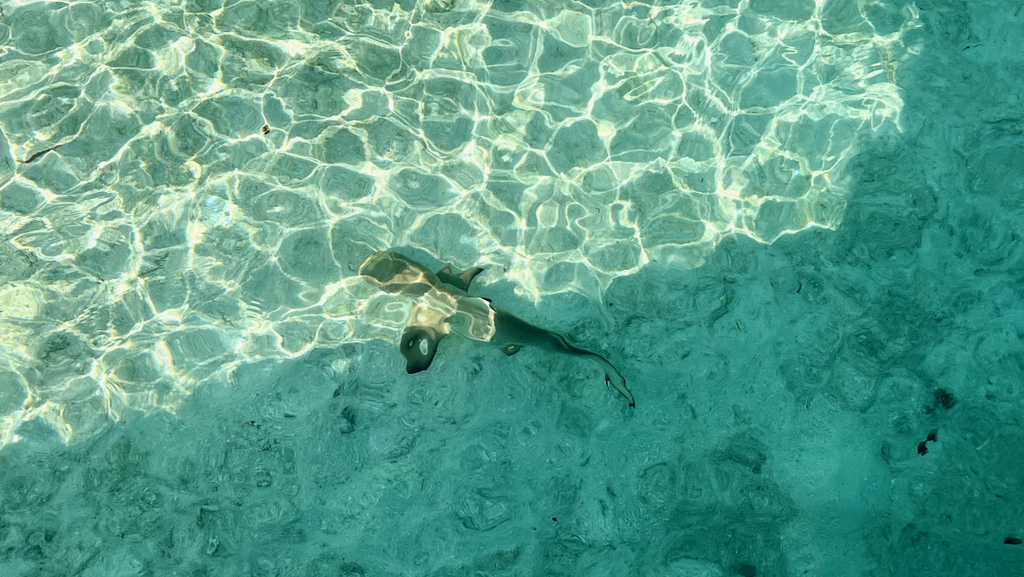 IMG_0572.jpeg IMG_0572.jpeg