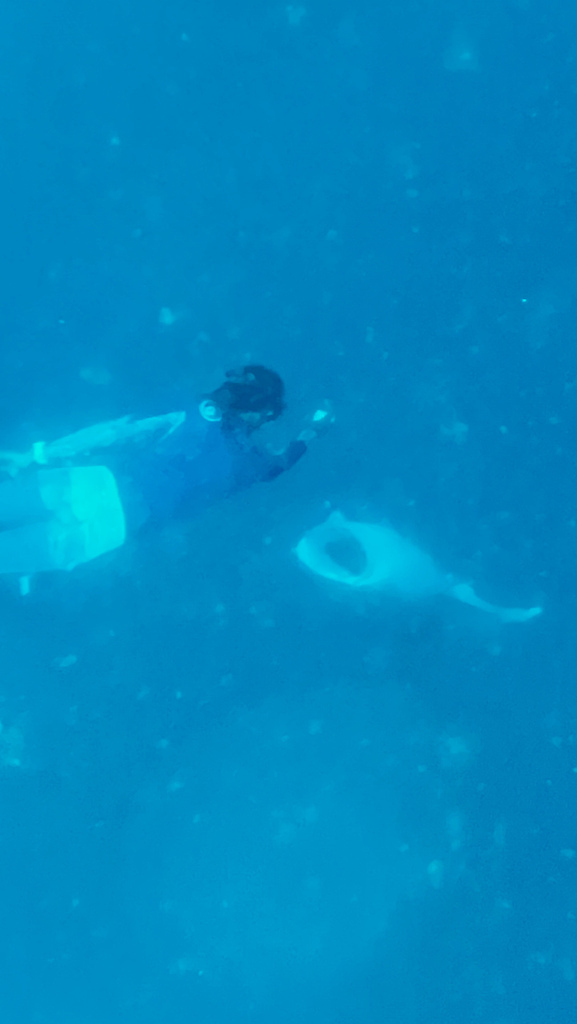 2022馬爾地夫之旅第六天(上)與鯨鯊共游 2022馬爾地夫之旅第六天(上)與鯨鯊共游