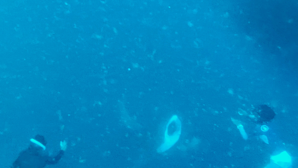 2022馬爾地夫之旅第六天(上)與鯨鯊共游 2022馬爾地夫之旅第六天(上)與鯨鯊共游