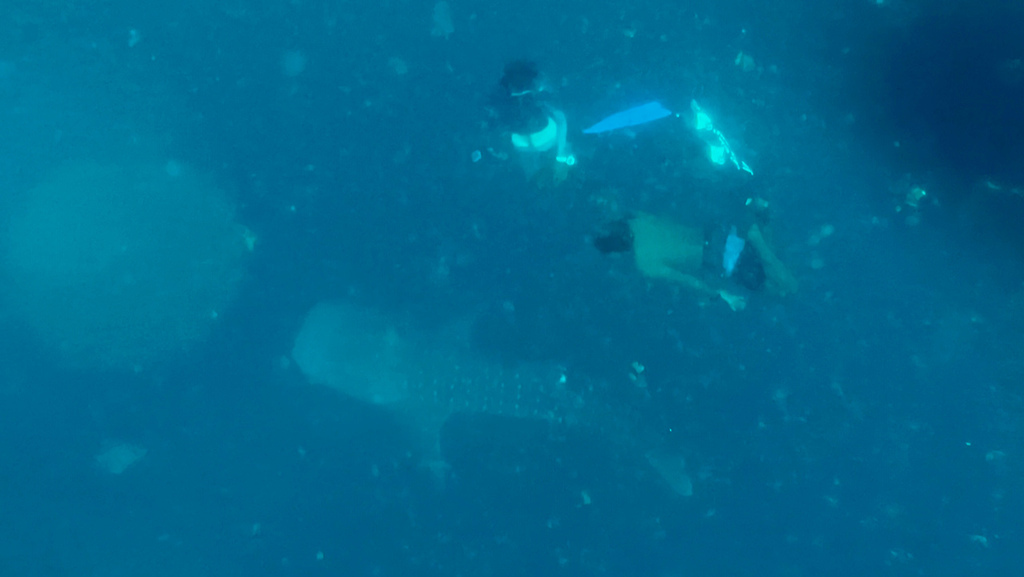 2022馬爾地夫之旅第六天(上)與鯨鯊共游 2022馬爾地夫之旅第六天(上)與鯨鯊共游