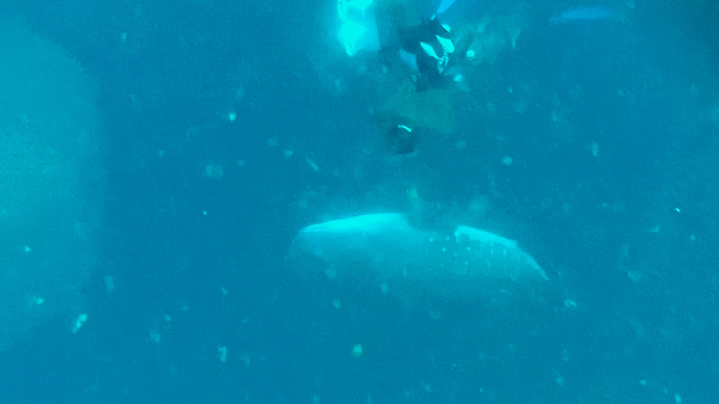 2022馬爾地夫之旅第六天(上)與鯨鯊共游 2022馬爾地夫之旅第六天(上)與鯨鯊共游