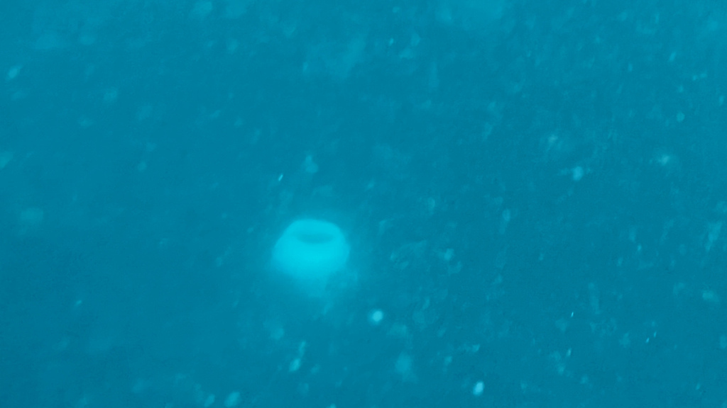 2022馬爾地夫之旅第六天(上)與鯨鯊共游 2022馬爾地夫之旅第六天(上)與鯨鯊共游