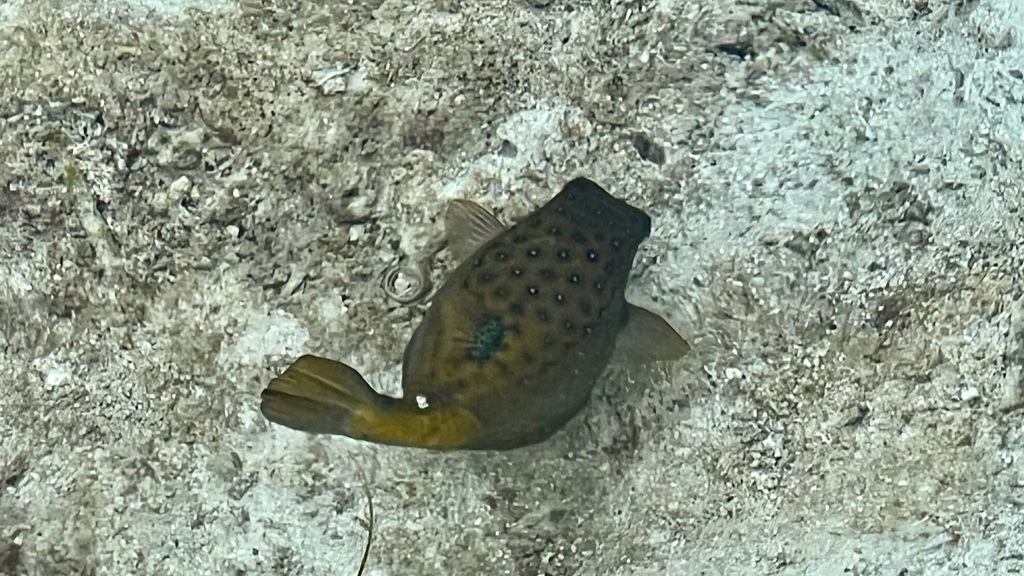 2022馬爾地夫之旅第六天(下)LUX*水上屋 2022馬爾地夫之旅第六天(下)LUX*水上屋