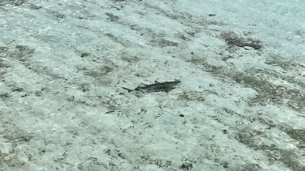 2022馬爾地夫之旅第六天(下)LUX*水上屋 2022馬爾地夫之旅第六天(下)LUX*水上屋