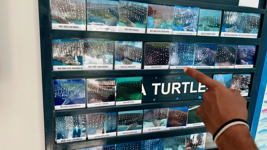 2022馬爾地夫之旅第六天(上)與鯨鯊共游 2022馬爾地夫之旅第六天(上)與鯨鯊共游