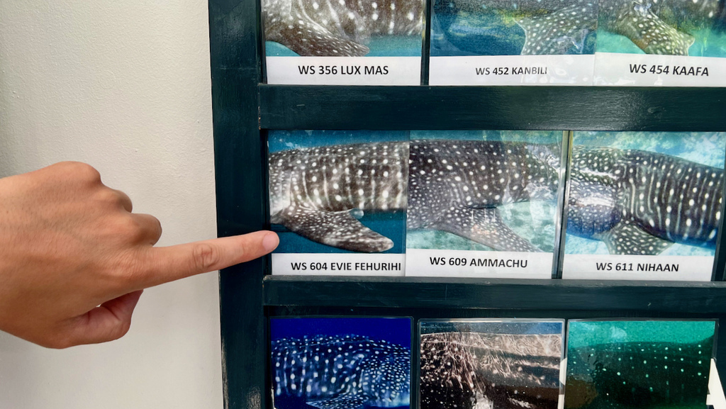 2022馬爾地夫之旅第六天(上)與鯨鯊共游 2022馬爾地夫之旅第六天(上)與鯨鯊共游