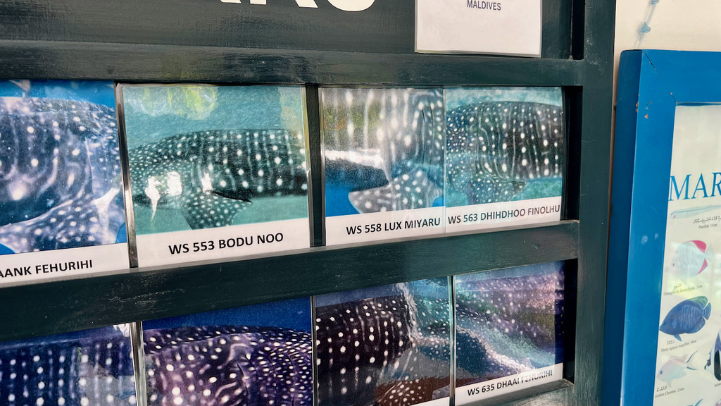 2022馬爾地夫之旅第六天(上)與鯨鯊共游 2022馬爾地夫之旅第六天(上)與鯨鯊共游